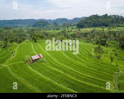 Kleine Hütte in der Mitte von Reisfeldern Luftaufnahme in Bali, Indonesien Stockfoto