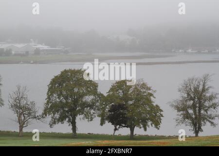 Bäume vor dem See an einem nebligen Tag Stockfoto