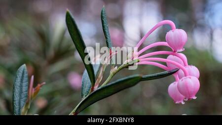 Andromeda polifolia, der gebräuchliche Name Moor-Rosmarin Blüten Stockfoto