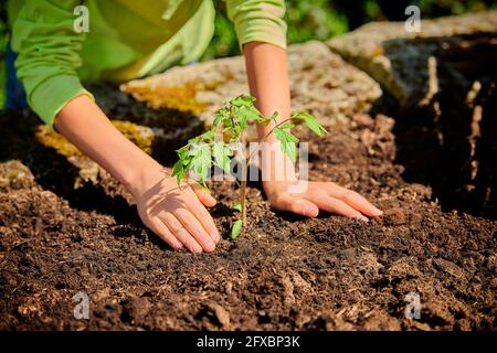 Junge Pflanzen Tomatenpflanzen im Garten im Hinterhof Stockfoto