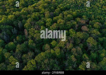 Hambacher Wald Draufsicht auf die Baumkronen mit frischem grünem Laub, Morschenich Braune Kohlefeld Stockfoto