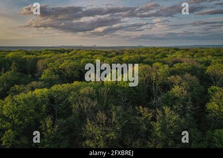 Hambacher Wald Draufsicht auf die Baumkronen mit frischem grünem Laub, Morschenich Braune Kohlefeld Stockfoto