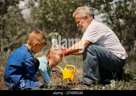 Großvater pflanzte Tomatensämlinge mit Enkeln im Hinterhof Stockfoto