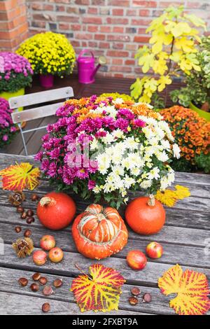 Herbsternte mit Bouquet von blühenden Chrysanthemen, Kastanien, Äpfeln, Kürbis, Kürbissen und Traubenblättern Stockfoto