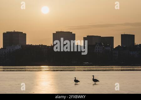 Deutschland, Hamburg, Blick über die gefrorene Binnenalster mit zwei Gänsen zum Stadtteil St. Georg bei Sonnenaufgang Stockfoto