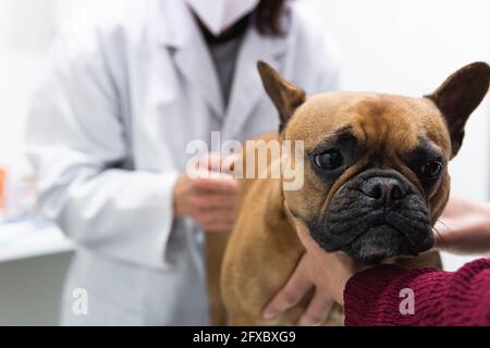 Französische Bulldogge mit Tierärztin in der medizinischen Klinik Stockfoto