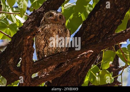 African Scopus-Owl Otus senegalensis 13503 Stockfoto