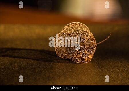 Getrocknetes Skelett der Schale der Cape Gooseberry 8793 Stockfoto