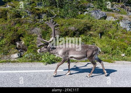 Rentiere mit großen Geweihen, die unterwegs sind, Nordkapp, Norwegen Stockfoto