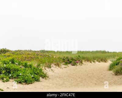 Zugang zum Strand am Egypt Beach, East Hampton, NY Stockfoto