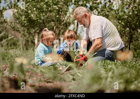 Enkel lernen Gartenarbeit mit Großvater im Hinterhof Stockfoto