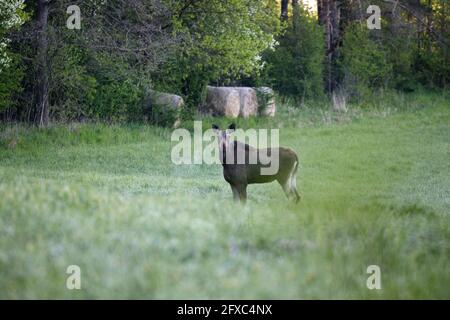 Am frühen Maimorgen steht ein Elchweibchen (Alces alces) auf einer Waldwiese. Horizontale Ansicht Stockfoto