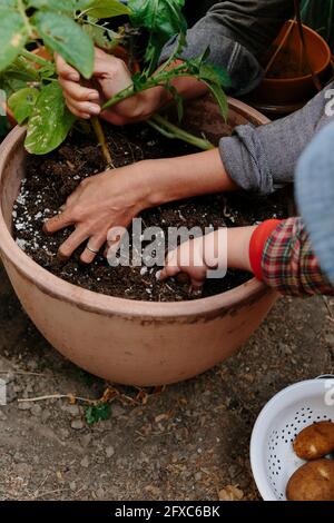 Mutter und Kleinkind Junge ernten Kartoffel aus Blumentopf im Garten Stockfoto