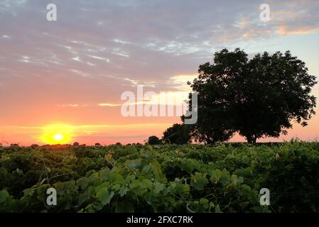 Schöner Sonnenuntergang über Weinberg mit Bäumen silhoutte, Österreich Stockfoto