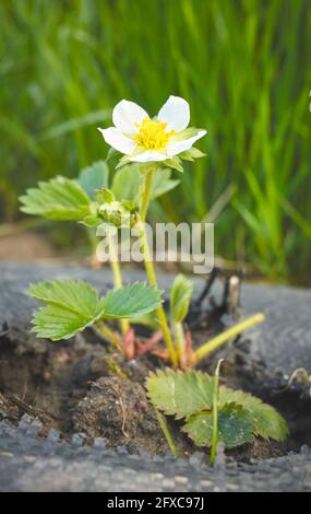 Wilde Erdbeere in Blüte auf einem Bio-Bauernhof Feld Patch mit Agrotextil (Stoff Mulch Matte) bedeckt. Stockfoto
