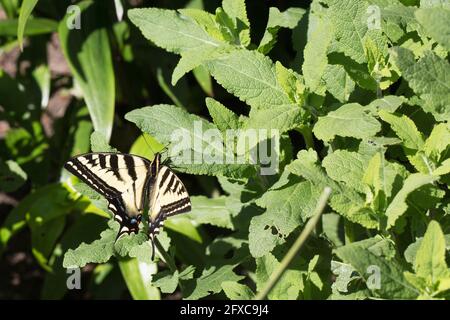 Papilio machaon - gelber Schwalbenschwanzschmetterling. Stockfoto