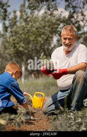 Großvater pflanzt Tomatensämlinge mit Enkel im Hinterhof Stockfoto