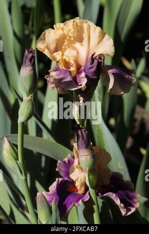 Iris „Smith Rock“. Stockfoto