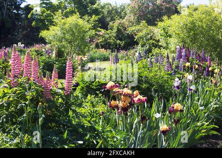 Bunte Lupinenblumen in einem Garten. Stockfoto