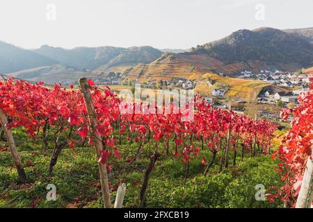 Deutschland, Rheinland-Pfalz, Mayschoss, Rote Herbstweingüter im Ahrtal mit Dorf im Hintergrund Stockfoto