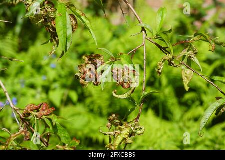 Charakteristische nach unten und nach innen gewellte Laub in Prunus persica, verursacht durch den Pilz Taphrina deformans. Frühling, Niederlande Mai Stockfoto