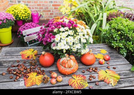 Herbsternte mit Bouquet von blühenden Chrysanthemen, Kastanien, Äpfeln, Kürbis, Kürbissen und Traubenblättern Stockfoto