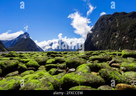 Neuseeland, South Island, Milford Sound, mit Moos bedeckte Steine in majestätischer Berglandschaft Stockfoto