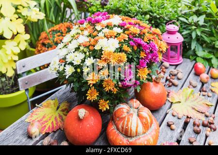 Herbsternte mit Bouquet von blühenden Chrysanthemen, Kastanien, Äpfeln, Kürbis, Kürbissen und Traubenblättern Stockfoto