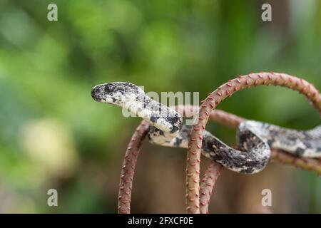 Die Schneckenfressende Schlange, Sibon nebulatus, ernährt sich von Schnecken und Schnecken und kann eine Schnecke aus ihrer Schale ziehen. Stockfoto