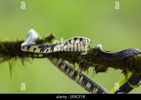 Die Tiger Rattenschlange, Spilotes pullatus, ist eine nicht giftige Schlange, die von Mexiko bis Mittelamerika gefunden wurde. Er kann bis zu 14 Fuß lang werden. Stockfoto