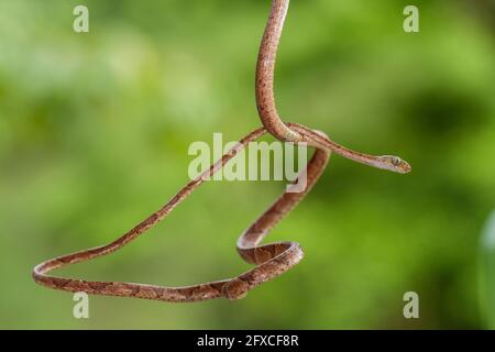 Die braune, stumpfköpfige Weinschlange - Imantodes cenchoa, lebt in den Regenwäldern von Mexiko, Mittel- und Südamerika. Stockfoto