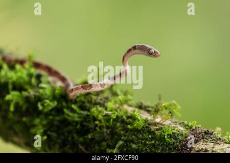 Die braune, stumpfköpfige Weinschlange - Imantodes cenchoa, lebt in den Regenwäldern von Mexiko, Mittel- und Südamerika. Stockfoto