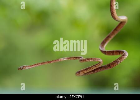 Die braune, stumpfköpfige Weinschlange - Imantodes cenchoa, lebt in den Regenwäldern von Mexiko, Mittel- und Südamerika. Stockfoto