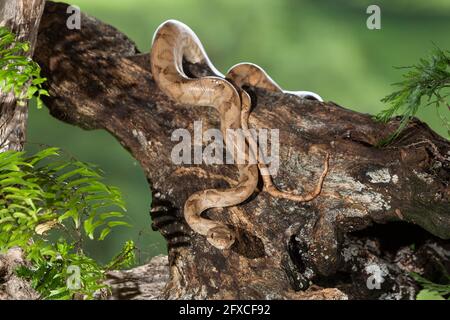 Die annulierte oder Ringelbaum-Boa. Corallus annulatus, ist eine nicht giftige Schlange, die in Mittel- und Südamerika gefunden wurde. Stockfoto