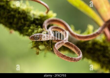 Die braune, stumpfköpfige Weinschlange - Imantodes cenchoa, lebt in den Regenwäldern von Mexiko, Mittel- und Südamerika. Stockfoto