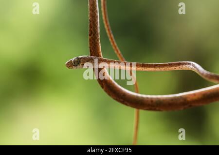 Die braune, stumpfköpfige Weinschlange - Imantodes cenchoa, lebt in den Regenwäldern von Mexiko, Mittel- und Südamerika. Stockfoto