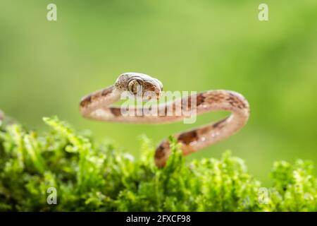 Die braune, stumpfköpfige Weinschlange - Imantodes cenchoa, lebt in den Regenwäldern von Mexiko, Mittel- und Südamerika. Stockfoto