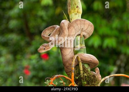 Die annulierte oder Ringelbaum-Boa. Corallus annulatus, ist eine nicht giftige Schlange, die in Mittel- und Südamerika gefunden wurde. Stockfoto