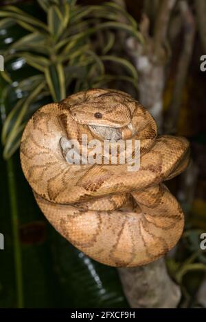 Die annulierte oder Ringelbaum-Boa. Corallus annulatus, ist eine nicht giftige Schlange, die in Mittel- und Südamerika gefunden wurde. Stockfoto