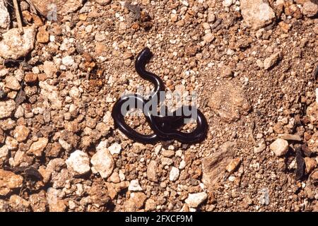 Die brahminige Blindenschlange ähnelt einem Erdwurm und ist eine auf der Insel Guam auf den Nördlichen Marianen eingeführte Art. Stockfoto