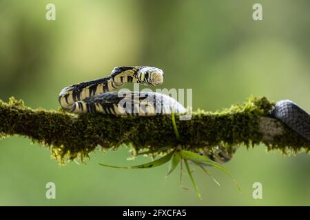 Die Tiger Rattenschlange, Spilotes pullatus, ist eine nicht giftige Schlange, die von Mexiko bis Mittelamerika gefunden wurde. Er kann bis zu 14 Fuß lang werden. Stockfoto