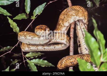 Zentralamerikanische Baumboa oder gewöhnliche Baumboa, Corallus ruschenbergerii, in einem Baum in Panama. Stockfoto