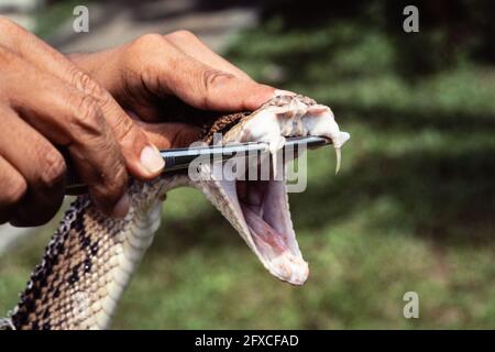 Zentralamerikanischer Bushmaster in Panama. Ein Arbeiter bereitet sich darauf vor, die Schlange für Gift zu melken und die Reißzähne zu zeigen. Stockfoto