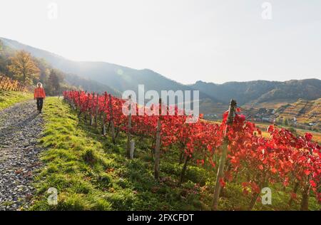 Deutschland, Rheinland-Pfalz, Mayschoss, Frau, die auf einer unbefestigten Landstraße entlang des roten Herbstberges geht Stockfoto