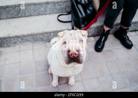 Shar-pei Hund mit Frau durch Schritte Stockfoto
