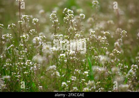 Hirtenbörse (Capsella bursa pastoris) blüht auf der Wiese Stockfoto