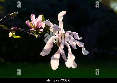 Nahaufnahme der blühenden Sternmagnolie (Magnolia stellata) Stockfoto