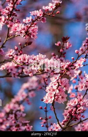 Hummel ernährt sich von Blüten der japanischen Pflaume Stockfoto