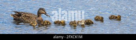 Weibliche Stockente mit acht Babys in blauem, geriffeltem Wasser Banner im Landscape-Bild Stockfoto