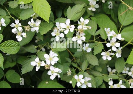 Ein Fleck Brombeere Brambles in Bloom Stockfoto